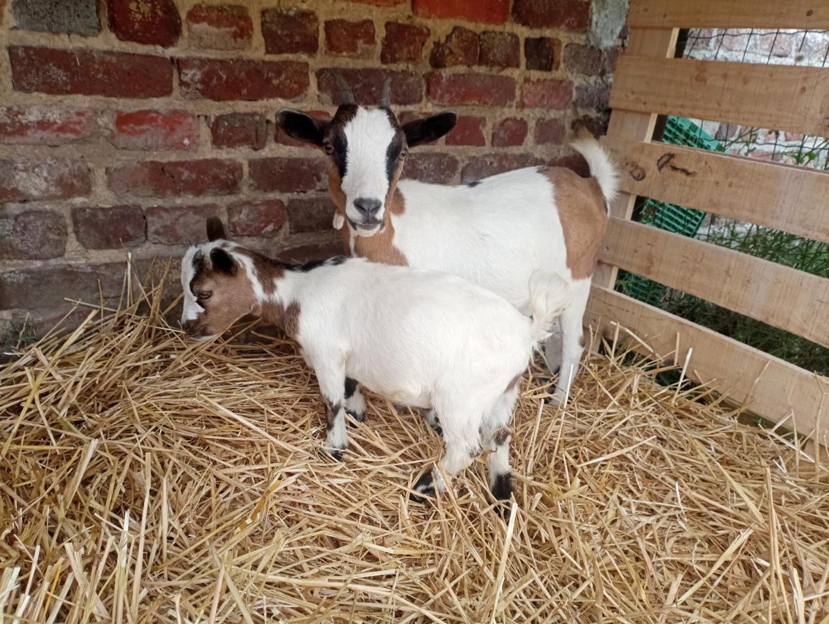 Gite A La Ferme Chez Magali Escaudoeuvres Bagian luar foto